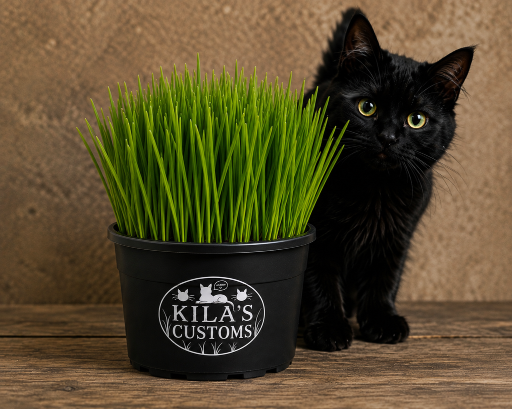 Organic Wheatgrass 4” inch pot