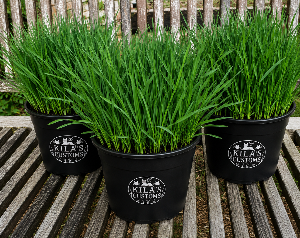Organic Wheatgrass 4” inch pot