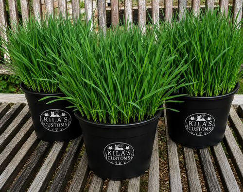 Organic Wheatgrass 4” inch pot